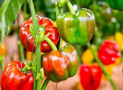 capsicum red and yellow