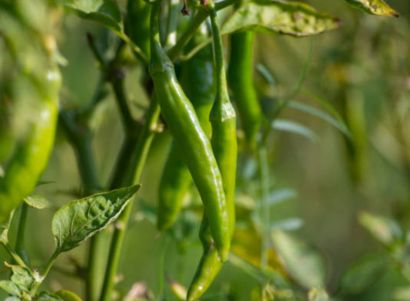 green chilli